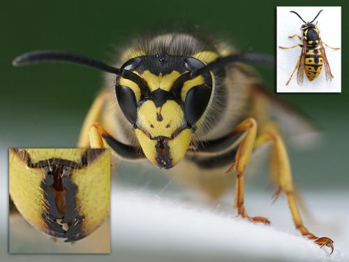 Réf. 229 493 : Vespula germanica